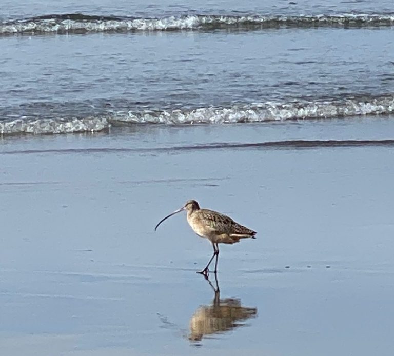A bird walking along the shore, reflecting on wet sand with gentle waves in the background.