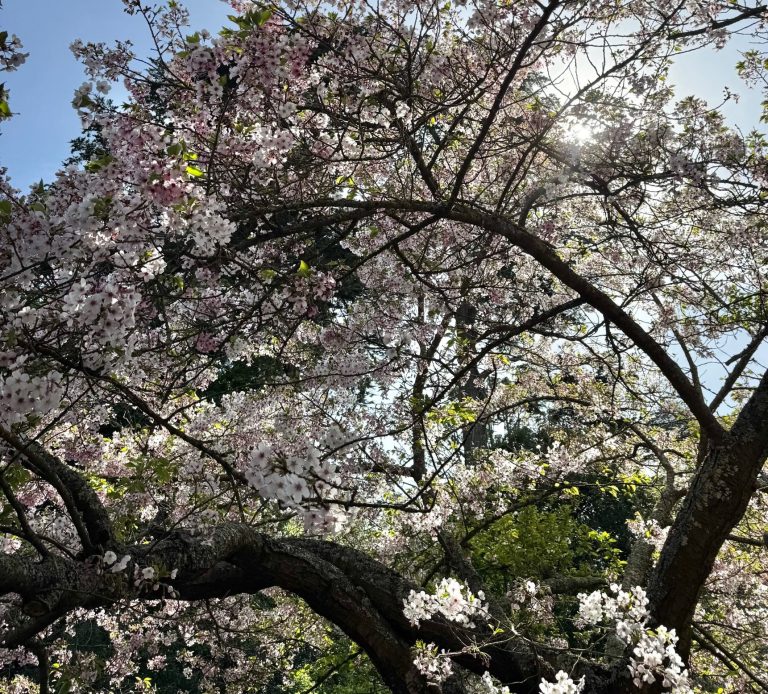 Cherry blossom branches with delicate pink flowers against a bright sky.