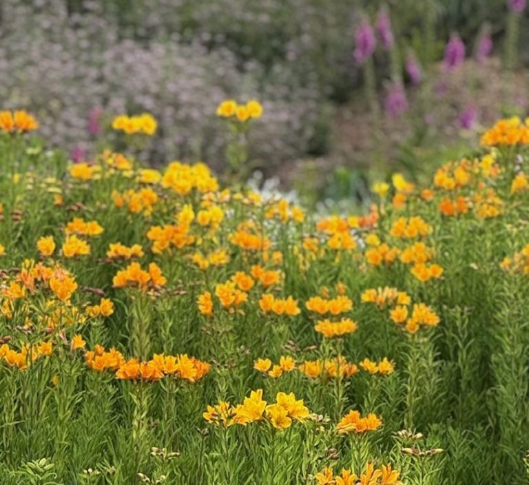 Field of yellow flowers Field of yellow flowers