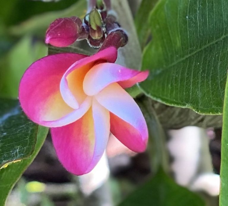 Pink and white plumeria flower with green leaves in the background.