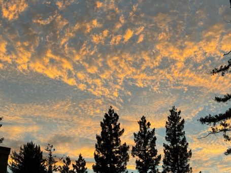 Colorful sky with clouds over tall pine trees at sunset