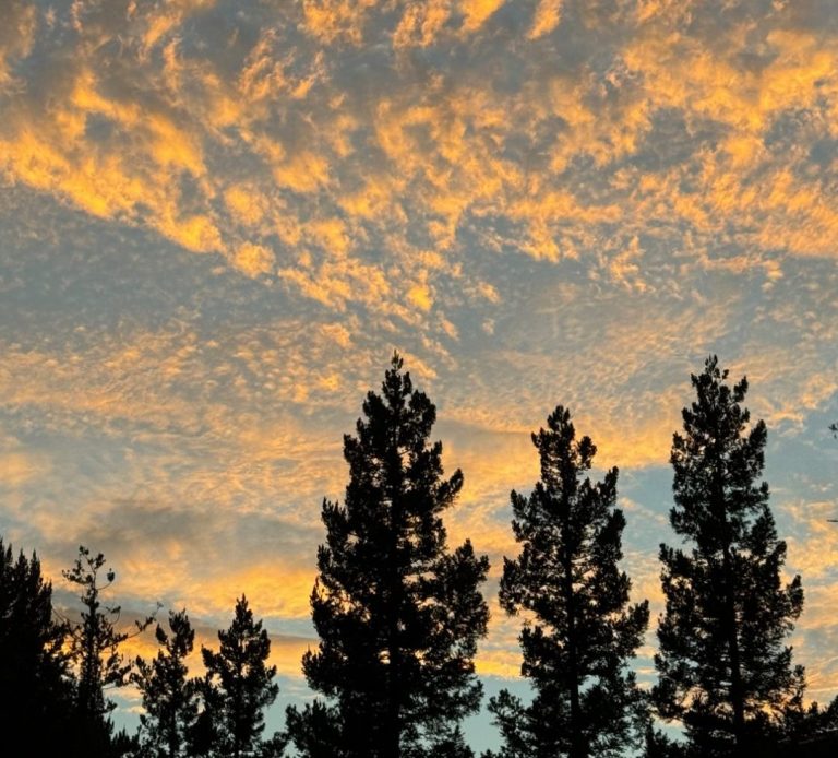 Silhouettes of tall pine trees against a colorful sunset sky with wispy clouds.