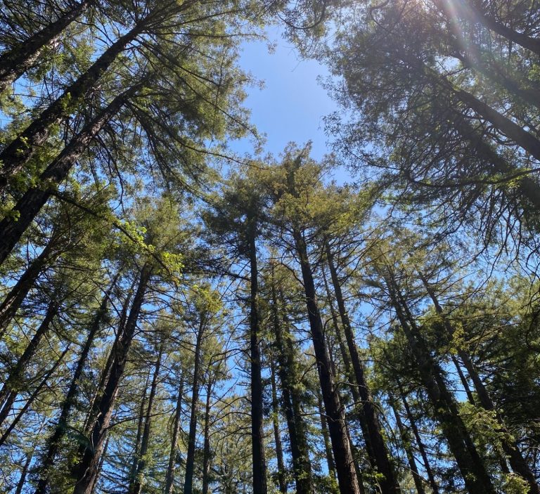 Redwood grove Grove of tall redwood trees in a circle