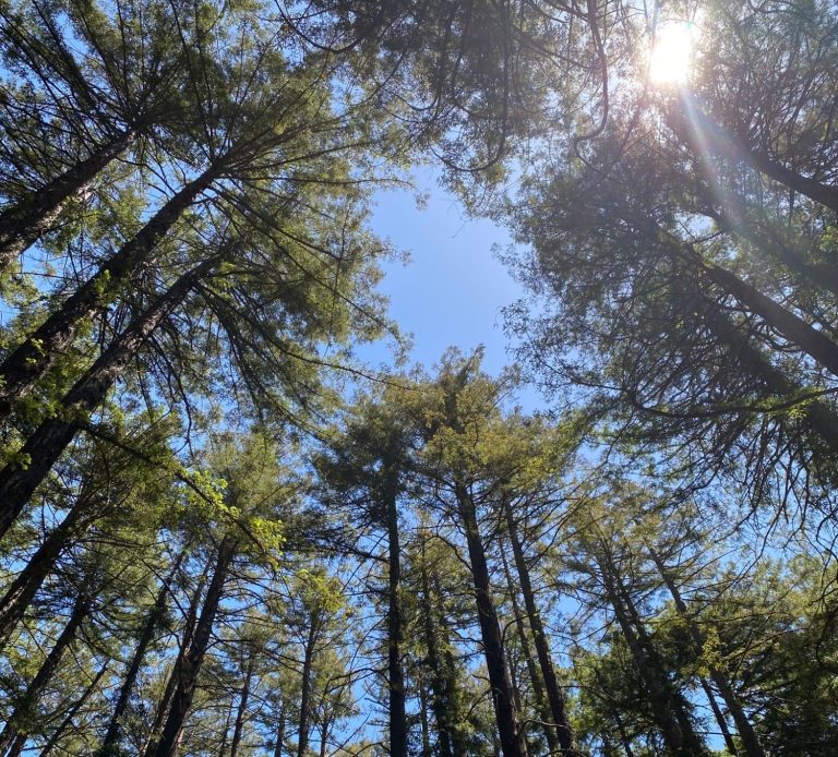 Tall redwoods reaching towards a clear blue sky with sunlight peeking through the leaves.