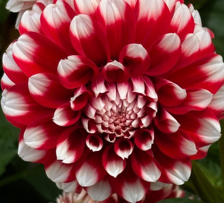 Dahlia with red petals with white tips