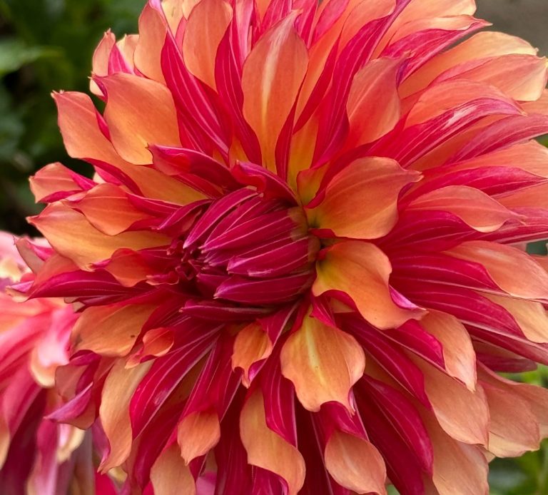 Red dahlia Red and orange dahlia flower
