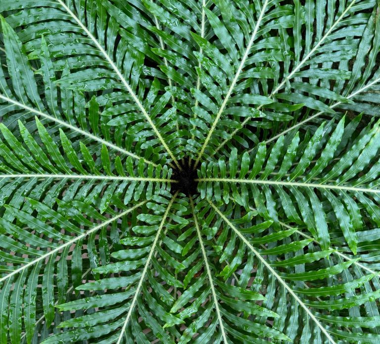 Close-up of a fan-shaped fern with lush green fronds radiating from a central point.