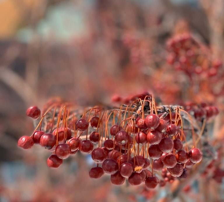 Cluster of small, red berries hanging from thin branches with drops of water from melting ice