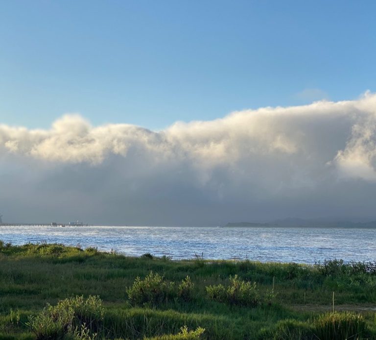 Fog rolling in over Tomales Bay with lush green shore in the foreground
