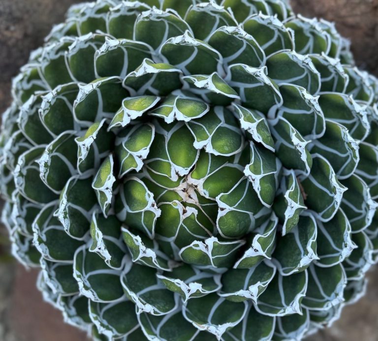 close up of a cactus