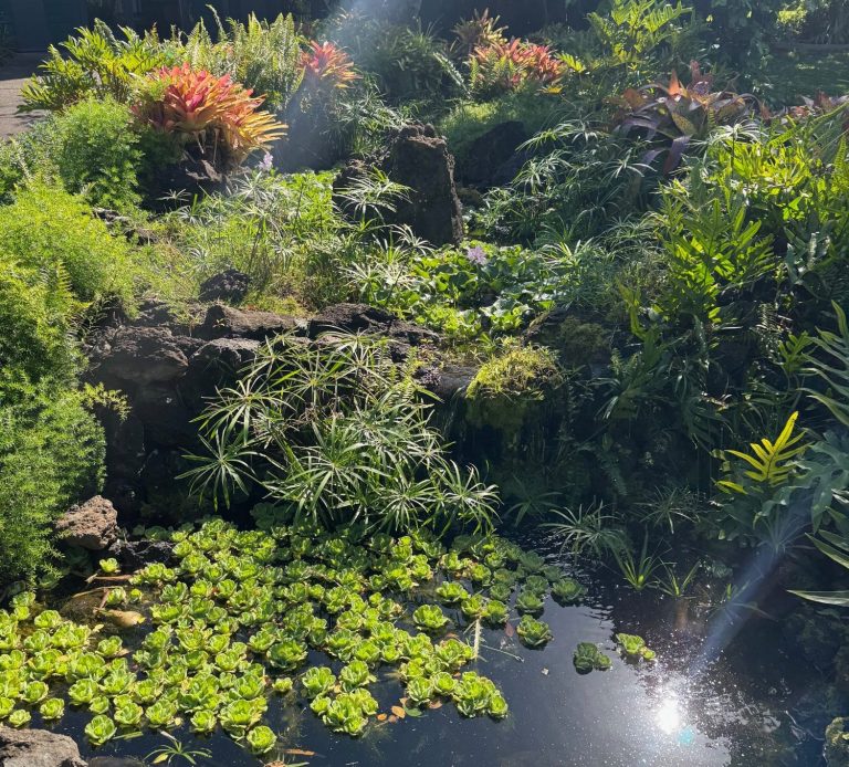 Lush garden with a pond covered in lily pads and colorful plants surrounding it with sunlight beaming in