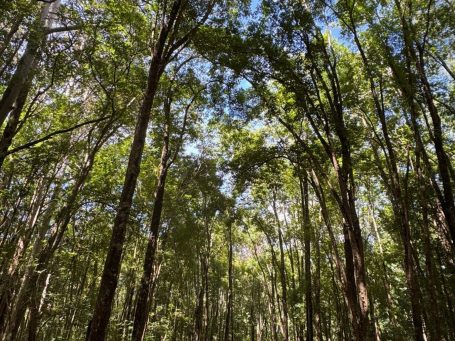 Forest of tall trees